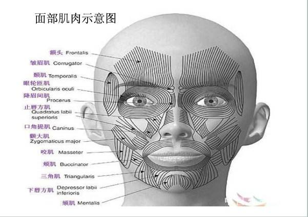 附上一个面部肌肉示意图.